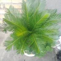 گل سیکاس|گل و گیاه طبیعی|مشهد, خواجه ربیع|دیوار