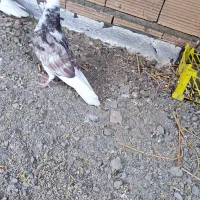 جفت کبوتر ساعت بالا بشرط