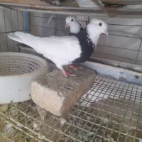 کبوتر ماده طوقی