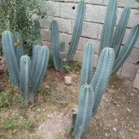کاکتوس خیلی عالی