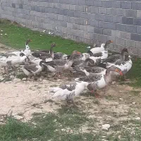 فروش غاز محلی درشت و اردک اسرائیلی