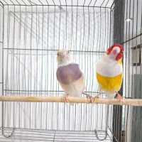 فنچ گلدین مولد