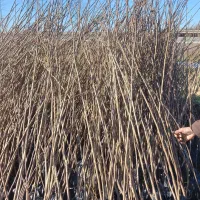 بزرگترین مجموعه تخصصی انـواع نهال|خدمات باغبانی و درختکاری|هشتگرد, شهرک اداری|دیوار