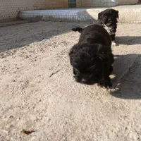 واگذاری پامر اشپیتز ۶عدد|سگ|چهارباغ, |دیوار