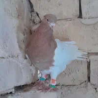 پرنده|پرنده|ششطراز, |دیوار