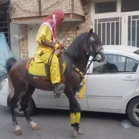 اسب نریون ابرش