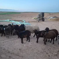 قوچ شال چال