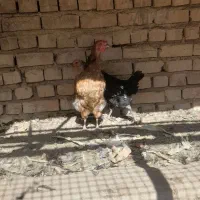 مرغ گلین|حیوانات مزرعه|رباطکریم, رباطکریم|دیوار