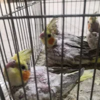 فروش جوجه عروس هلندی خانگی