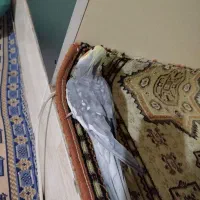 عروس هلندی نر مست سخنگو دستی رام|پرنده|تهران, بهارستان|دیوار