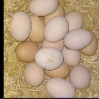 تخم مرغ خانگی
