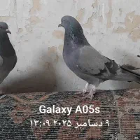 کبوتر کوهی|پرنده|فارسان, |دیوار