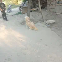 قیمت 10000000تومان