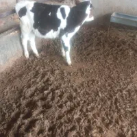 گوساله نر|حیوانات مزرعه|بوئین زهرا, |دیوار