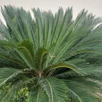 فروش ویژه فوری گل سیکاس