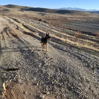 دو قلاده سگ ژرمن دوبرمن