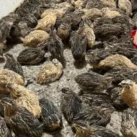 گوشت بلدرچین و بلدرچین