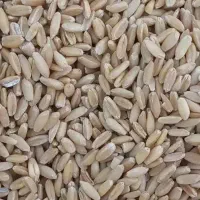 گندم بوجاری شده