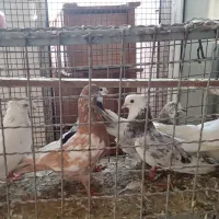 کبوتر پرشی نژاد دار حاصل بیست سال تجربه و گلچین