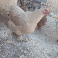 مرغ نژادی|حیوانات مزرعه|بهبهان, |دیوار