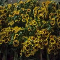 فروش گل آفتاب در سراسرکشور|گل و گیاه طبیعی|اندیمشک, |دیوار