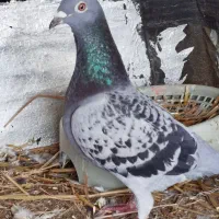 سبز مگسی