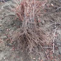 فروش نهال یک ساله|خدمات باغبانی و درختکاری|خاو و میرآباد, |دیوار