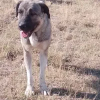 ماده عراق اصل|سگ|ورزقان, |دیوار