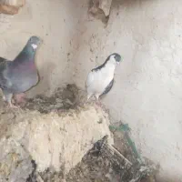 کفتر  خوب|پرنده|قوچان, |دیوار