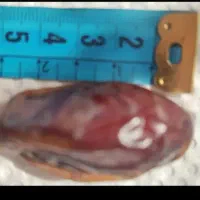 خرما مضافتی  درجه 1