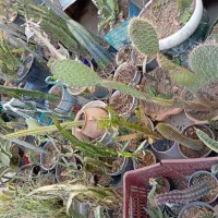 کاکتوس فیکوس سرعوس|گل و گیاه طبیعی|شیراز, درکی|دیوار