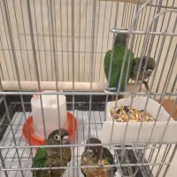 گرینچیک|پرنده|یزد, |دیوار