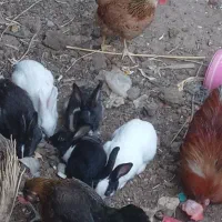 خرگوش