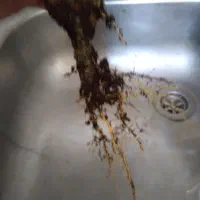 گلهای خانگی|گل و گیاه طبیعی|میبد, |دیوار