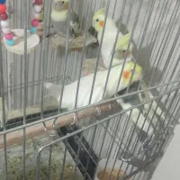 جوجه عروس هلندی|پرنده|بهارستان, |دیوار