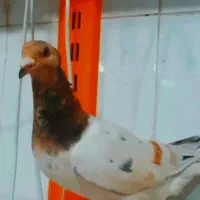 کفتر سار سرونج کاکل