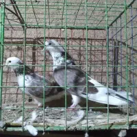 یک جفت کبوتر پرشی