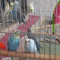 فروش مرغ عشق