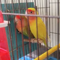 طوطی برزیلی جفت کار داده|پرنده|اصفهان, جی شیر|دیوار