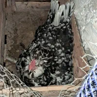 مرغ کرچ گلین