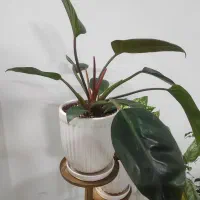 گل طبیعی|گل و گیاه طبیعی|قوچان, |دیوار