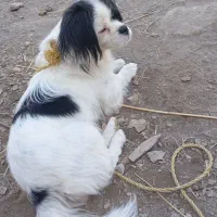 سگ بفروش میرسد|سگ|ماکو, |دیوار