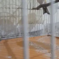 سهره|پرنده|تهران, مسعودیه|دیوار