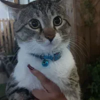 واگذاری گربه