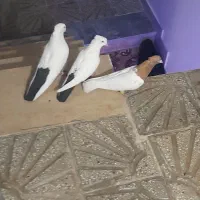 نر کله ای زرد