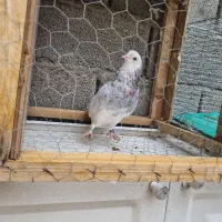 چهار تا هما همه چی تو عکس معلومه سرحال واکسن خورده