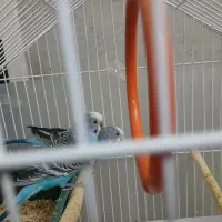 مرغ عشق با قفس