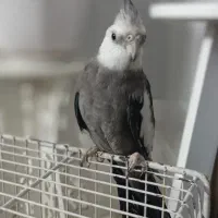 طوطی عروس هلندی از همه جا قیمت منصفانه خرید فروش