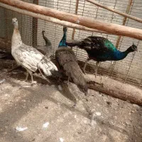 طاووس مصری وهندی