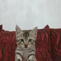 واگذاری رایگان بچه گربه